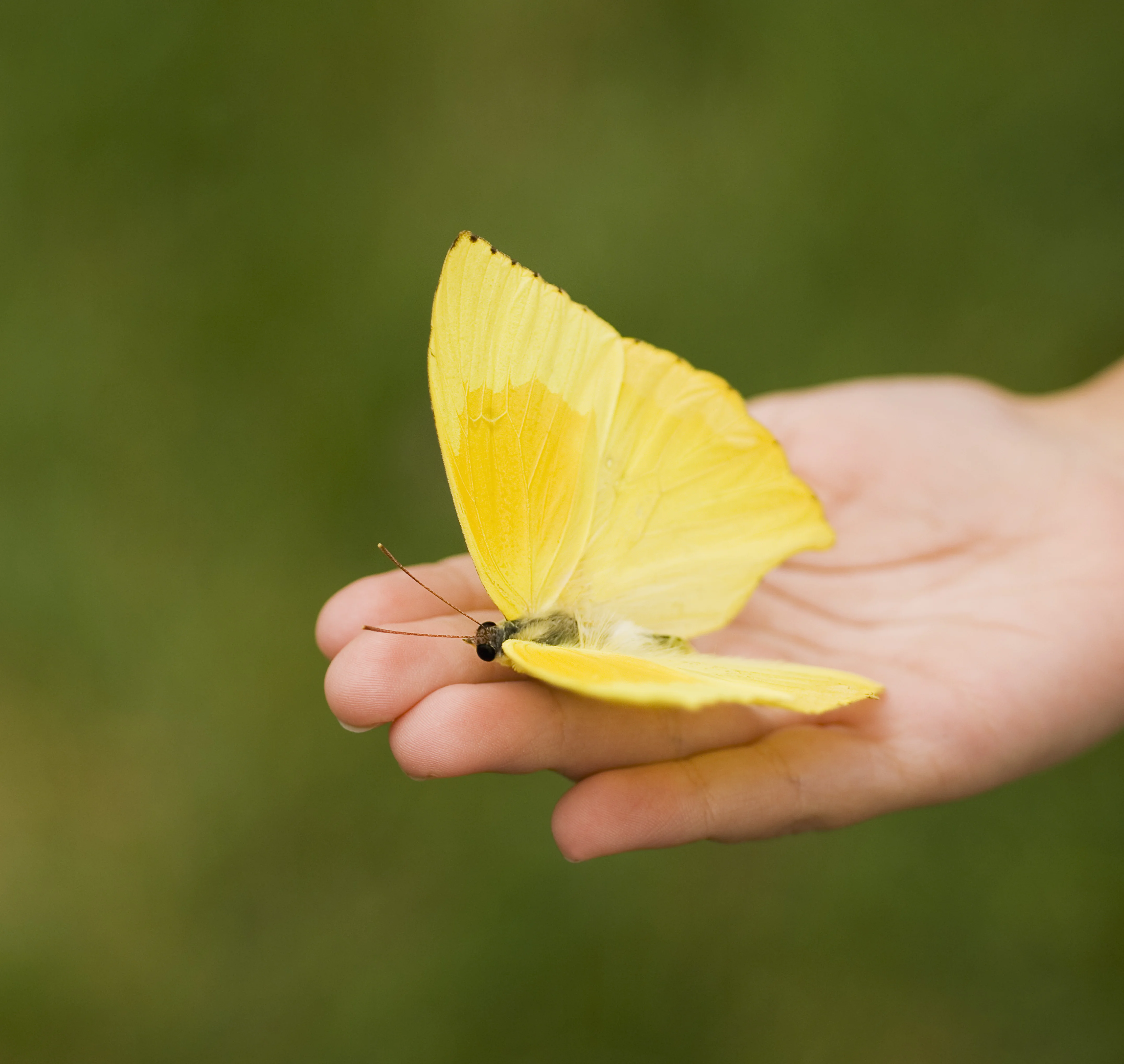 a person holding a small insect